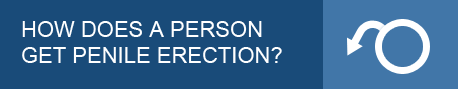 How Does a Person Get Penile Erection?